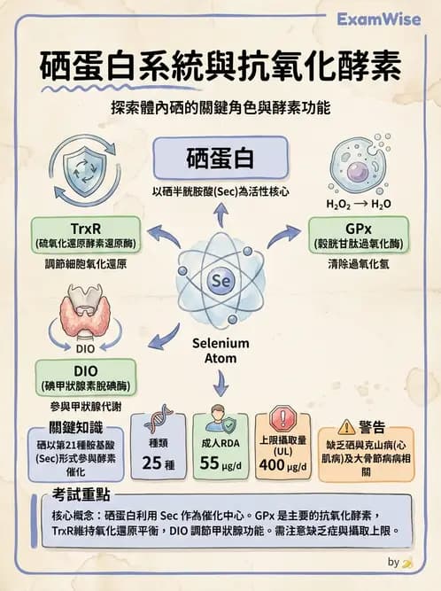 營養 - 碘與硒營養 - AI 圖文解析預覽