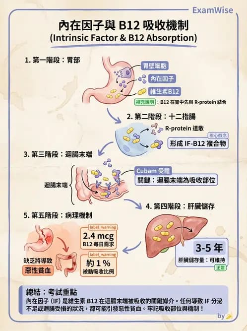 營養 - 單碳代謝與造血B群維生素 - AI 圖文解析預覽