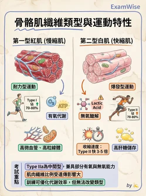 營養 - 當代營養學相關議題 - AI 圖文解析預覽