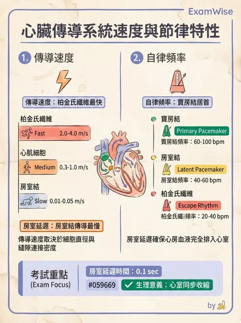 營養 - 心血管系統生理學 - AI 圖文解析預覽