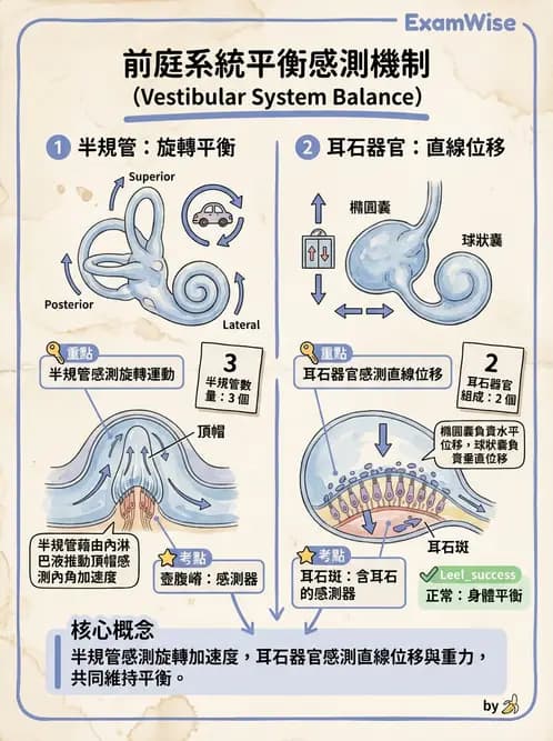 營養 - 神經系統生理學 - AI 圖文解析預覽