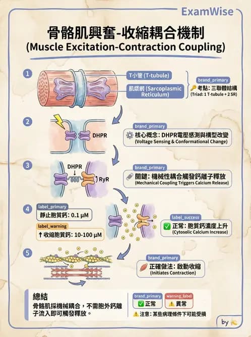 營養 - 肌肉生理學 - AI 圖文解析預覽