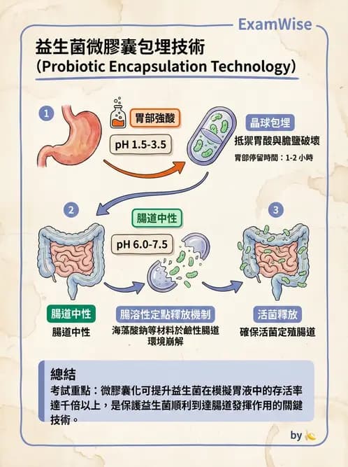 營養 - 消化系統生理學 - AI 圖文解析預覽