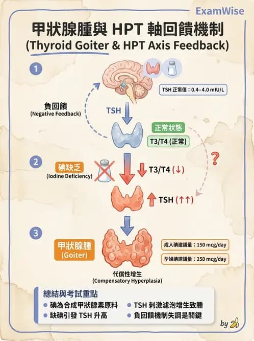 營養 - 內分泌與代謝生理學 - AI 圖文解析預覽