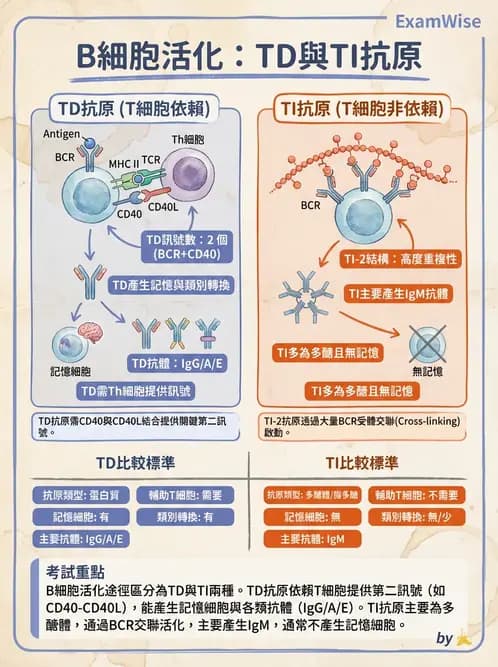 營養 - 血液與免疫 - AI 圖文解析預覽
