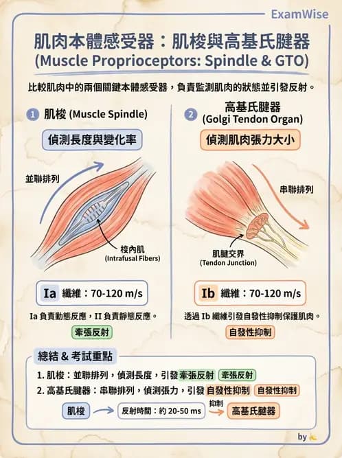 營養 - 神經系統生理學 - AI 圖文解析預覽