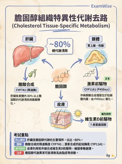 營養 - 脂質代謝 - AI 圖文解析預覽