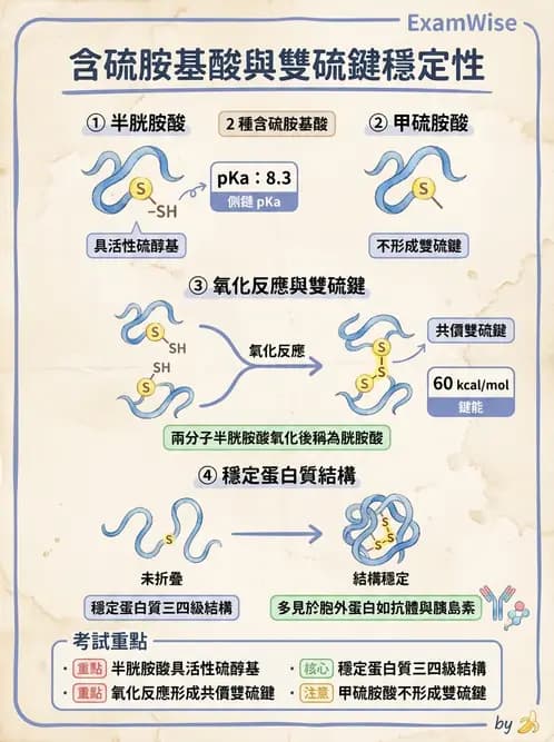 營養 - 蛋白質與胺基酸代謝 - AI 圖文解析預覽