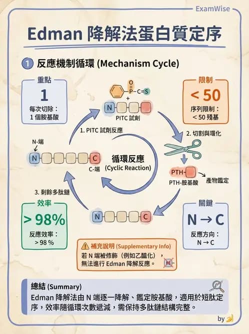 營養 - 蛋白質與胺基酸代謝 - AI 圖文解析預覽