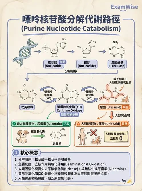 營養 - 核酸與基因表現 - AI 圖文解析預覽
