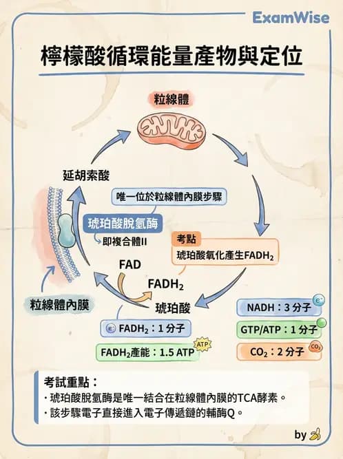 營養 - 能量代謝 - AI 圖文解析預覽
