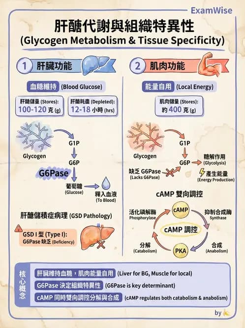 營養 - 醣類代謝 - AI 圖文解析預覽