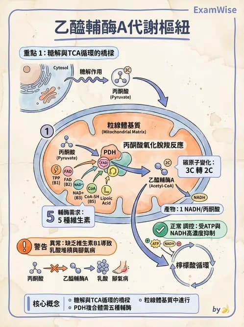 營養 - 能量代謝 - AI 圖文解析預覽