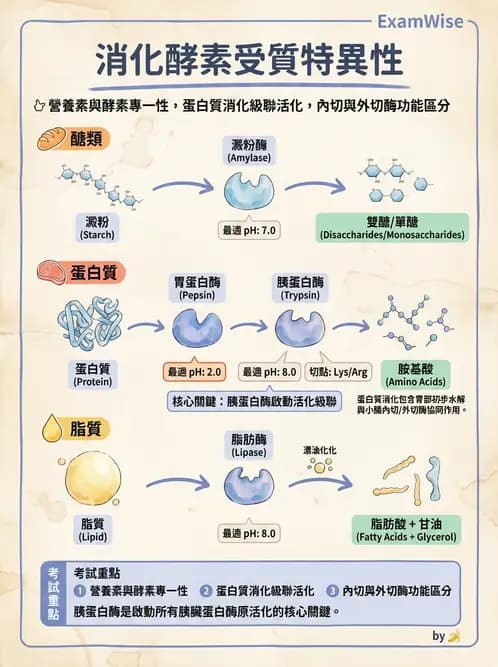 營養 - 消化系統生理學 - AI 圖文解析預覽