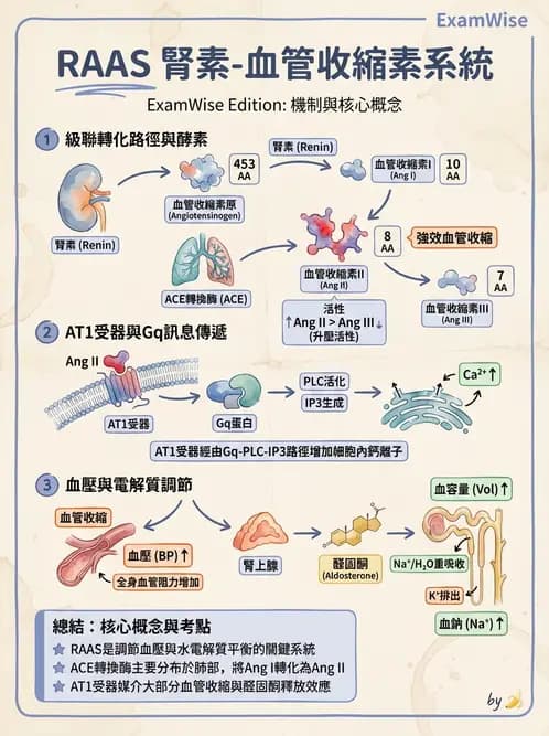 營養 - 心血管系統生理學 - AI 圖文解析預覽