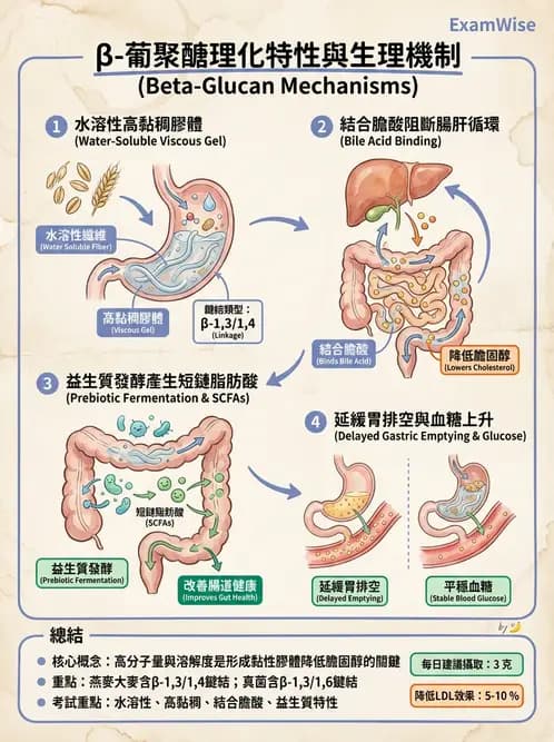 營養 - 醣類結構與膳食纖維 - AI 圖文解析預覽