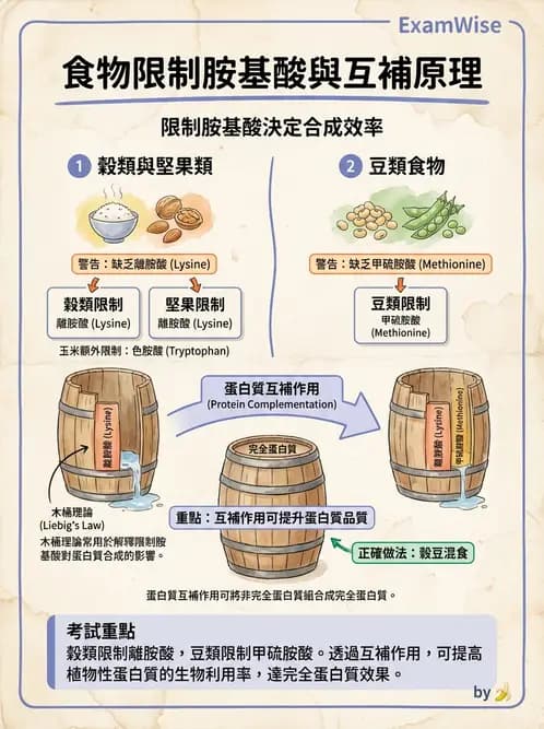 營養 - 蛋白質消化吸收與品質評估 - AI 圖文解析預覽