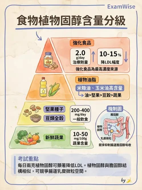 營養 - 脂蛋白與膽固醇代謝 - AI 圖文解析預覽