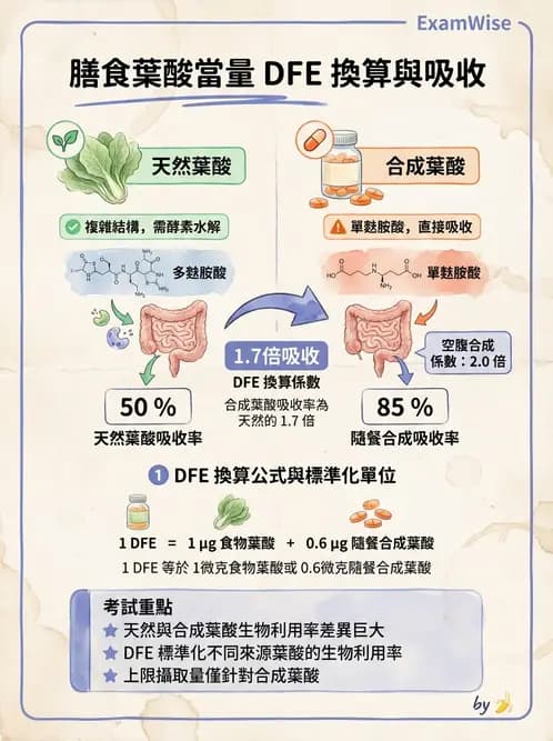 營養 - 單碳代謝與造血B群維生素 - AI 圖文解析預覽