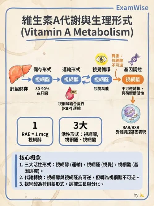 營養 - 維生素A - AI 圖文解析預覽