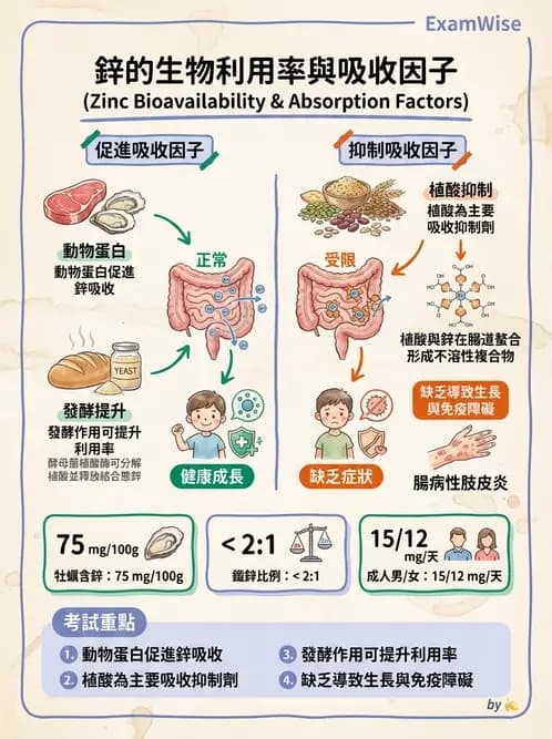 營養 - 氟、鉻及其他微量礦物質 - AI 圖文解析預覽