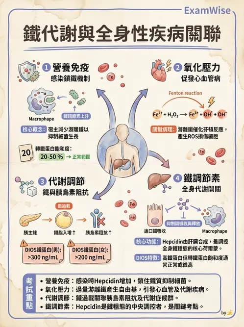 營養 - 鐵營養與貧血 - AI 圖文解析預覽