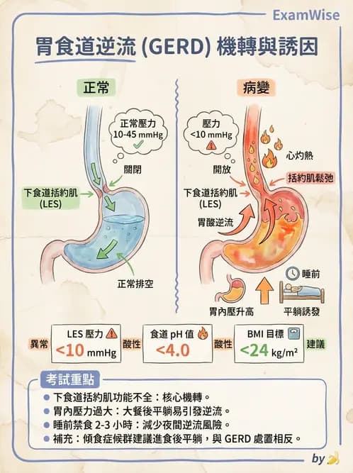 營養 - 腸胃道疾病 - AI 圖文解析預覽