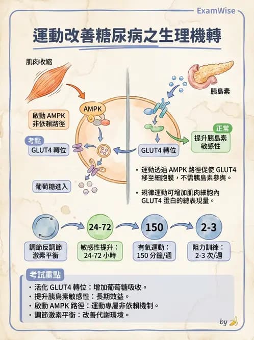 營養 - 糖尿病與代謝症候群 - AI 圖文解析預覽
