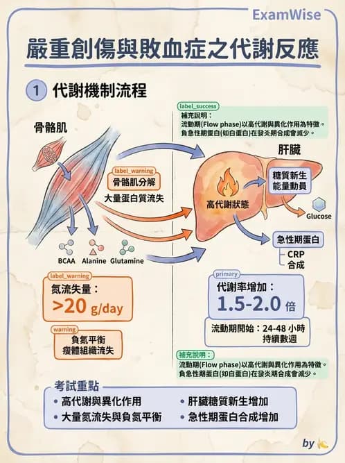 營養 - 燒燙傷與外傷重症營養 - AI 圖文解析預覽