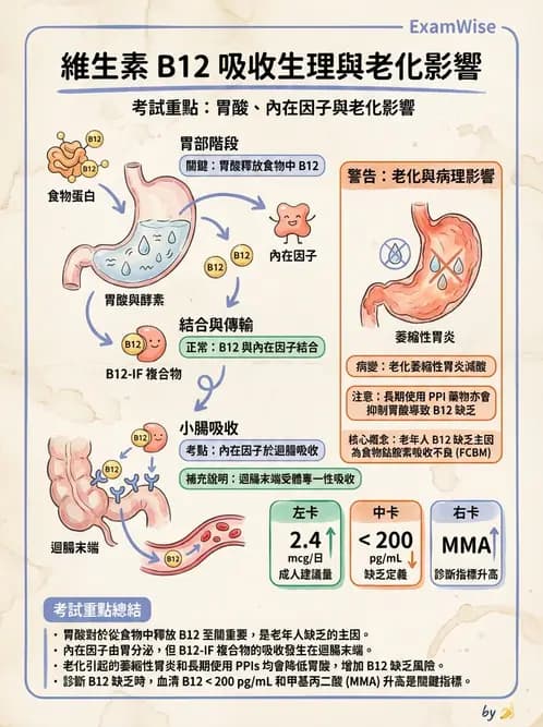 營養 - 老人營養與長期照護 - AI 圖文解析預覽