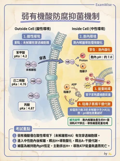 營養 - 食品腐敗微生物學 - AI 圖文解析預覽