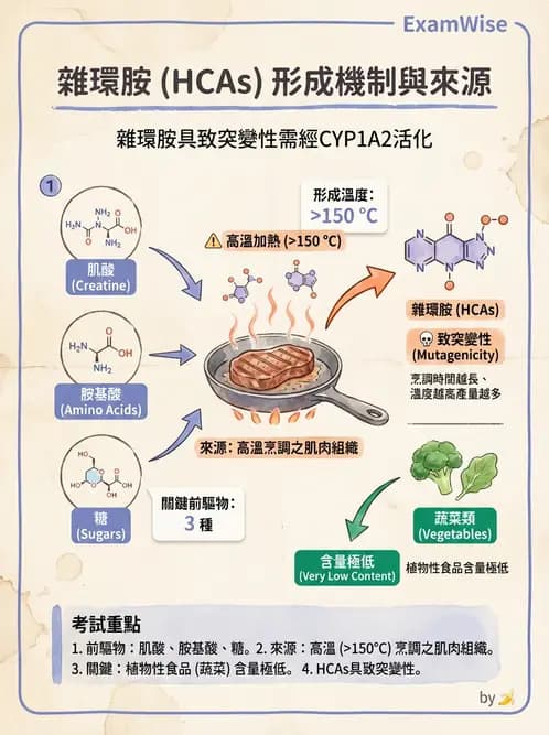 營養 - 化學性危害 - AI 圖文解析預覽