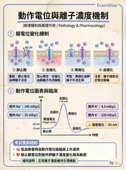 營養 - 細胞生理學 - AI 圖文解析預覽