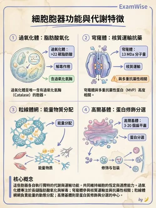 營養 - 細胞生理學 - AI 圖文解析預覽