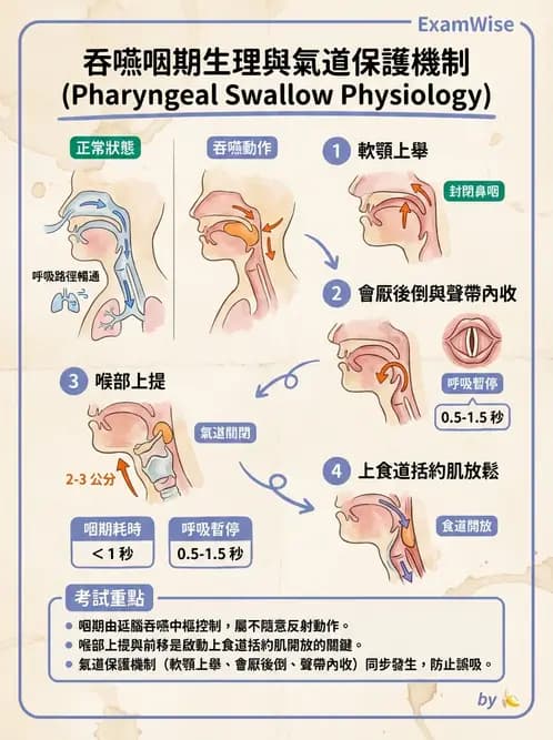 營養 - 消化系統生理學 - AI 圖文解析預覽