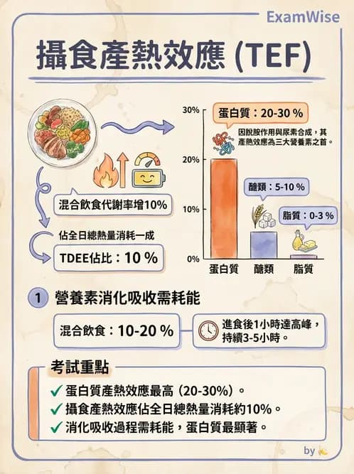 營養 - 內分泌與代謝生理學 - AI 圖文解析預覽
