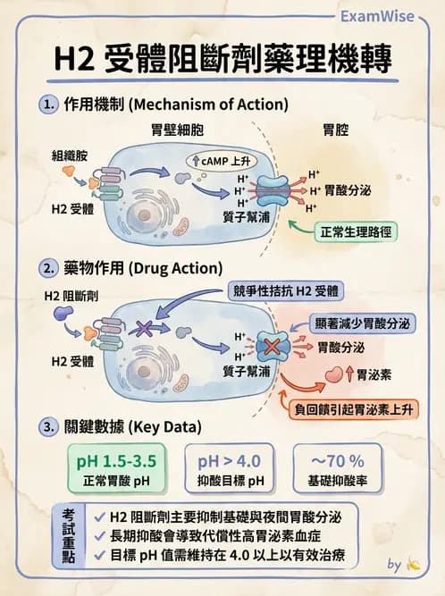 營養 - 消化系統生理學 - AI 圖文解析預覽