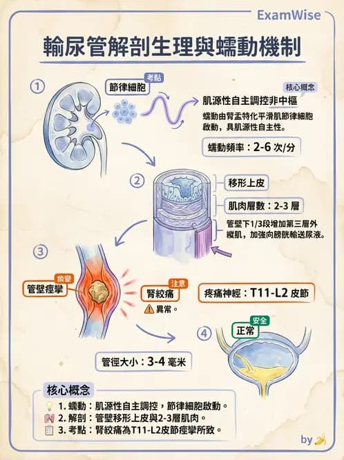 營養 - 腎臟與泌尿生理學 - AI 圖文解析預覽