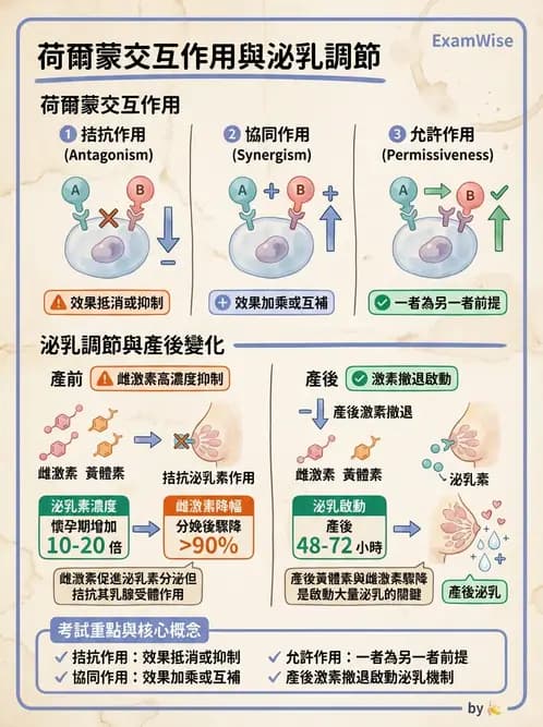 營養 - 內分泌與代謝生理學 - AI 圖文解析預覽