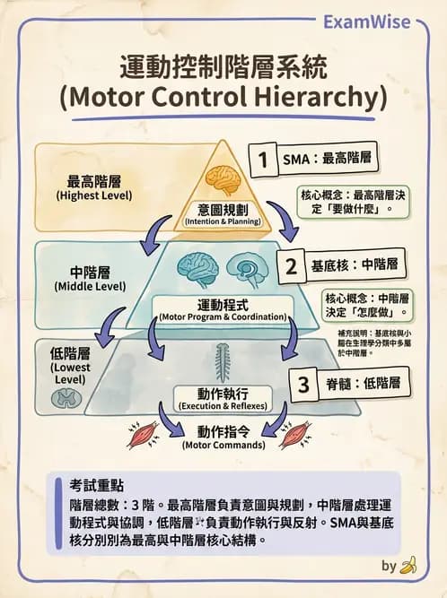 營養 - 神經系統生理學 - AI 圖文解析預覽