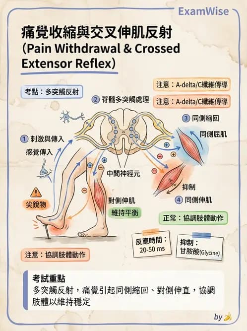 營養 - 神經系統生理學 - AI 圖文解析預覽