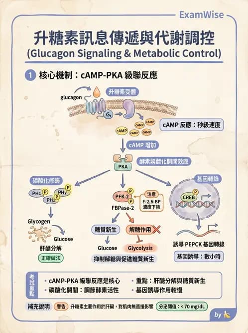 營養 - 醣類代謝 - AI 圖文解析預覽