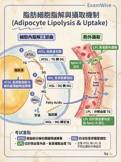 營養 - 脂質代謝 - AI 圖文解析預覽