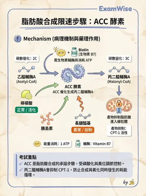 營養 - 脂質代謝 - AI 圖文解析預覽