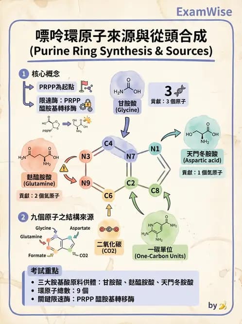 營養 - 核酸與基因表現 - AI 圖文解析預覽