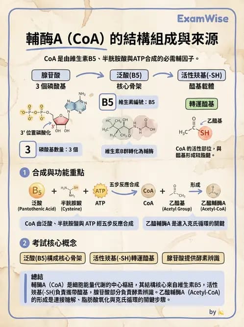 營養 - 能量代謝 - AI 圖文解析預覽