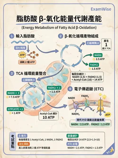 營養 - 脂質代謝 - AI 圖文解析預覽