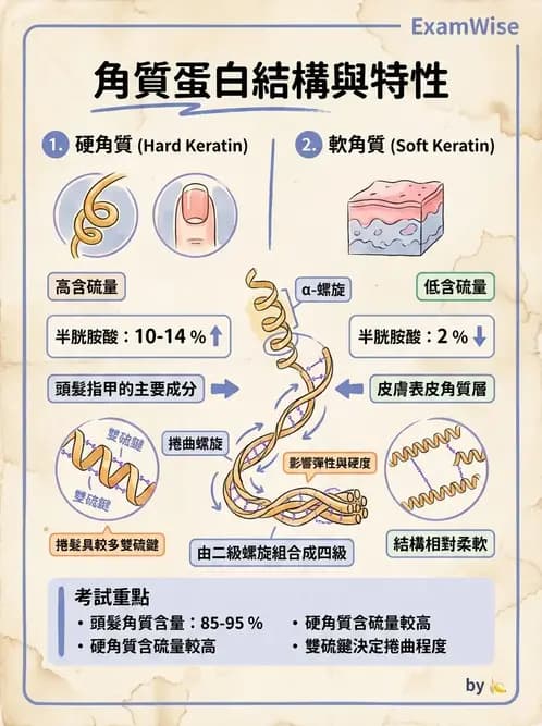 營養 - 蛋白質與胺基酸代謝 - AI 圖文解析預覽