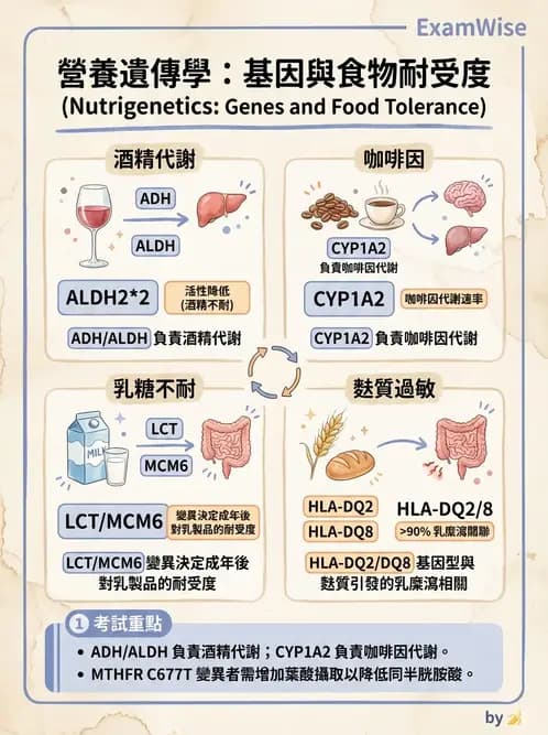 營養 - 核酸與基因表現 - AI 圖文解析預覽