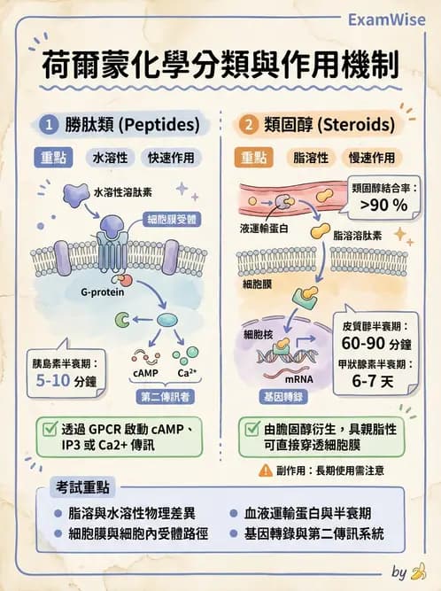 營養 - 內分泌與代謝生理學 - AI 圖文解析預覽